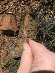 Elymus multisetus