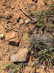 Elymus multisetus