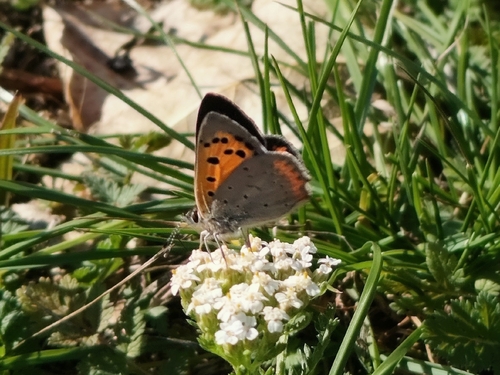 Small Copper