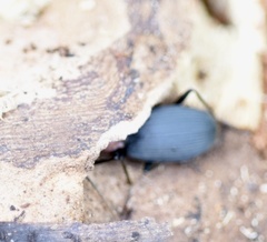 Galerita collaris