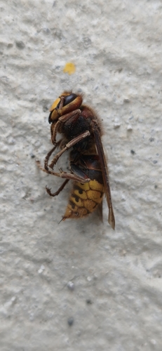 European Hornet