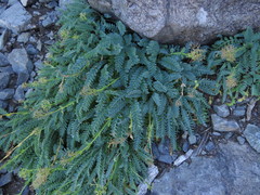 Valeriana praecipitis
