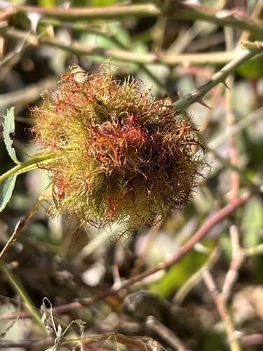 Mossy Rose Gall Wasp