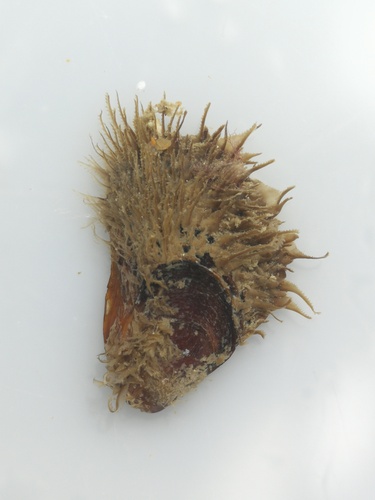Modiolus barbatus observed 2026-10-04