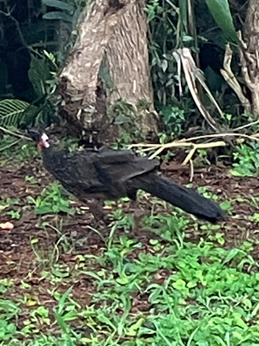 Dusky-legged Guan