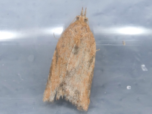 Light Brown Apple Moth