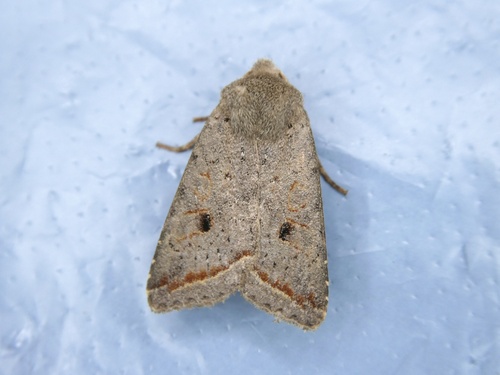 Red-line Quaker