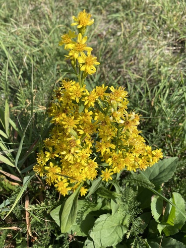 European goldenrod