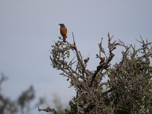 iNaturalist image