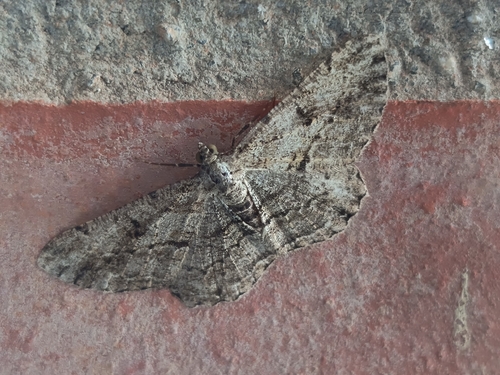 Willow Beauty