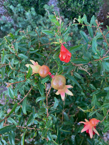 pomegranate