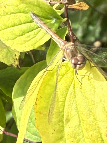 Common Darter