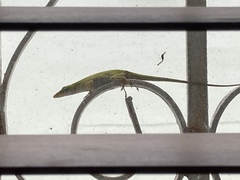 Anolis carolinensis