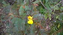 Chamaecrista glandulosa
