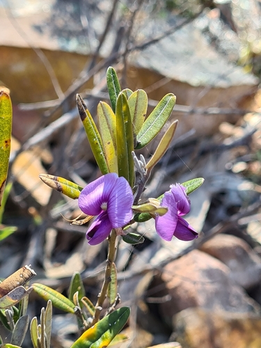Hovea purpurea observed 2026-10-03
