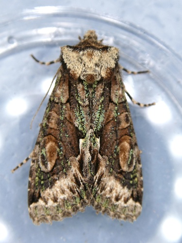 Green-brindled Crescent