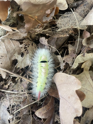 Pale Tussock Moth