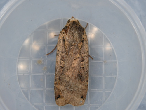 Large Yellow Underwing