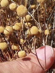 Oncosiphon pilulifer
