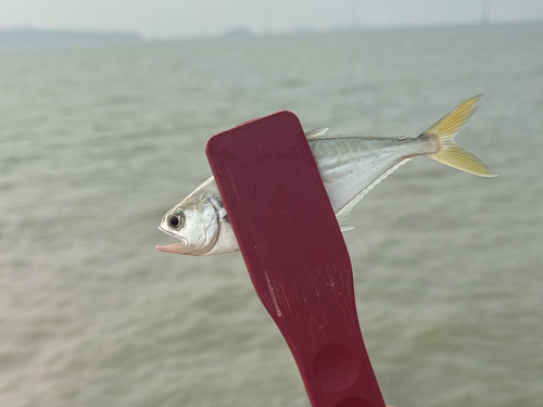 Giant Queenfish