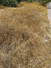 Oncosiphon pilulifer