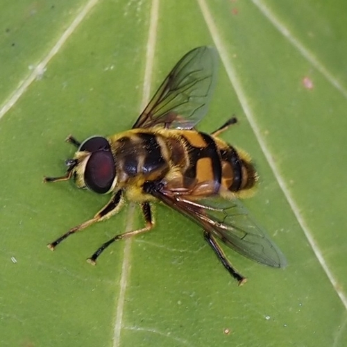 Yellow-haired Sun Fly