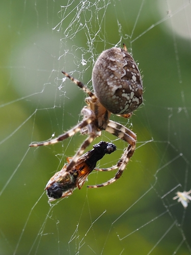 Cross Orbweaver