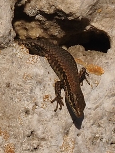Common Wall Lizard