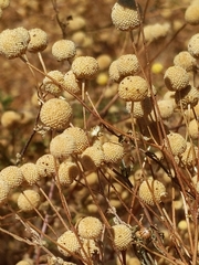 Oncosiphon pilulifer