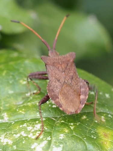 Dock Bug