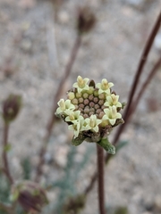 Chaenactis santolinoides