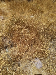 Oncosiphon pilulifer