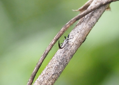 Gigantothrips elegans