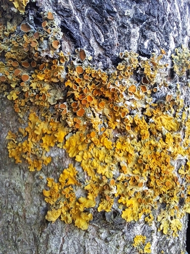 Common Sunburst Lichen