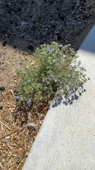 Eriastrum densifolium