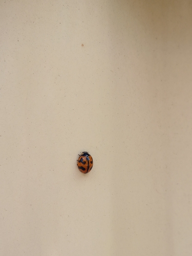 Small Transverse Ladybird Beetle
