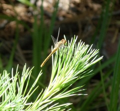 Sympetrum pallipes