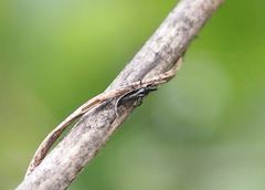 Gigantothrips elegans