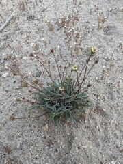 Chaenactis santolinoides