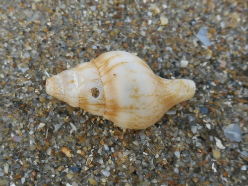 Euthria cornea observed 2026-10-04