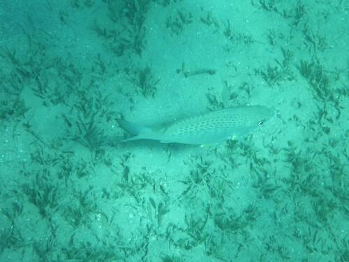 Gerres longirostris observed 2026-10-05