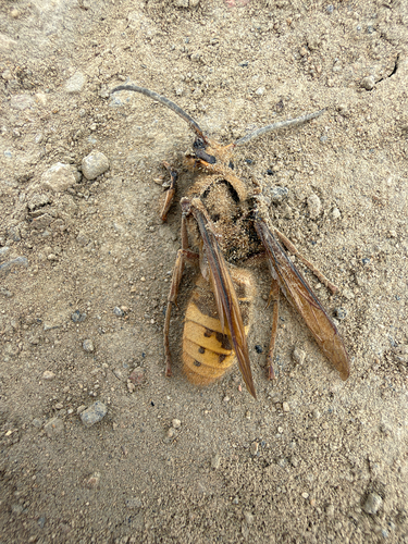 European Hornet