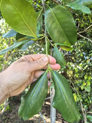 Carallia brachiata observed 2026-10-05