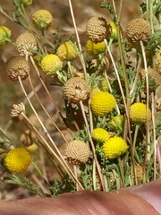 Oncosiphon pilulifer