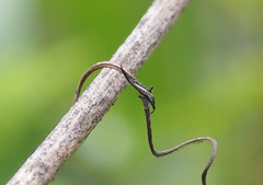 Gigantothrips elegans