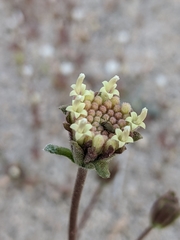 Chaenactis santolinoides