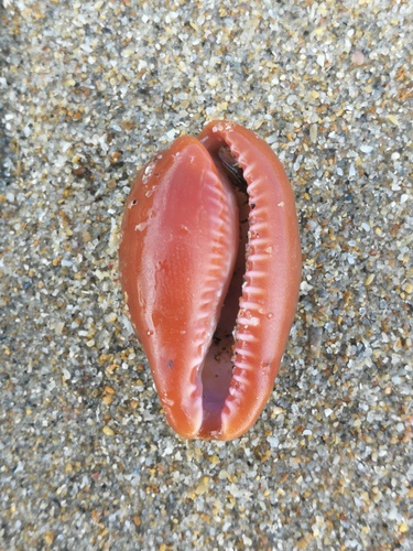 Cypraea pyrum observed 2026-10-04