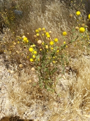 Oncosiphon pilulifer
