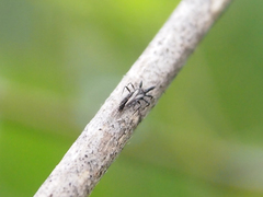 Gigantothrips elegans