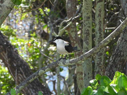 iNaturalist image
